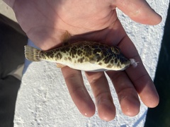 Sphoeroides greeleyi