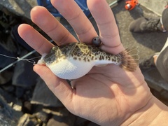 Sphoeroides greeleyi