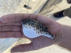 Sphoeroides greeleyi