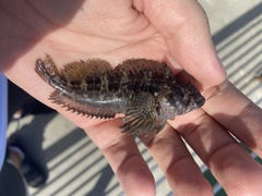 Hypleurochilus fissicornis