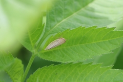 Athysanus argentarius