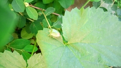 Palomena prasina