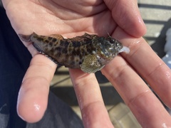 Hypleurochilus fissicornis