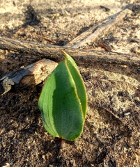 Eriospermum dielsianum