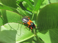 Prostemma aeneicolle