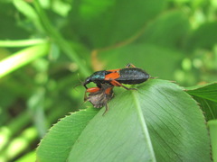 Prostemma aeneicolle