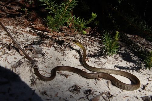 Common Tree Snake sighting