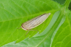 Athysanus argentarius