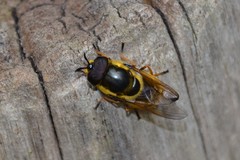 Callicera aurata