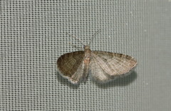 Eupithecia haworthiata