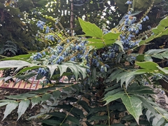 Berberidinae