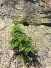Molopospermum peloponnesiacum