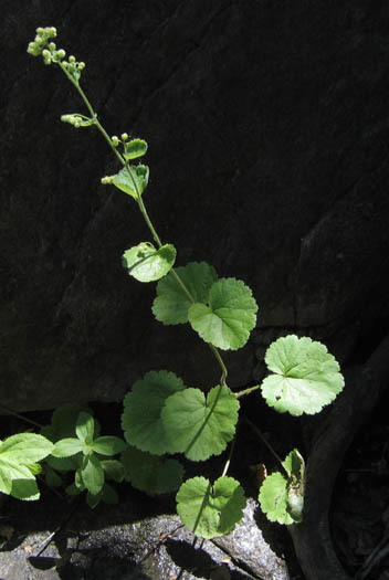 Round-leaved Brookfoam