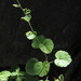 Boykinia rotundifolia - Photo Anthony Valois and the National Park Service, sem restrições de direitos de autor conhecidas (domínio público)