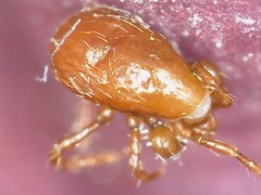 Pergamasus