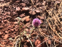 Ptilotus helipteroides