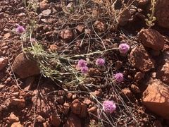 Ptilotus helipteroides