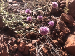 Ptilotus helipteroides