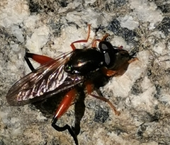 Chalcosyrphus valgus