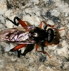 Chalcosyrphus valgus
