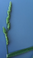 Dactylis glomerata lobata