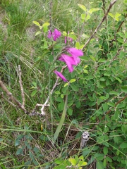 Gladiolus palustris