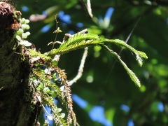 Phlegmariurus fordii