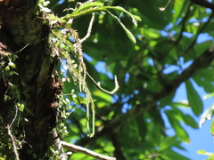 Phlegmariurus fordii