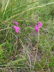 Gladiolus palustris
