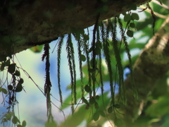 Phlegmariurus carinatus