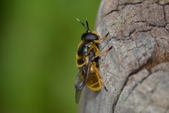 Callicera aurata