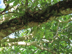 Phlegmariurus carinatus