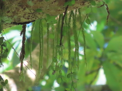 Phlegmariurus carinatus