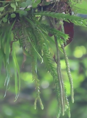 Phlegmariurus fordii