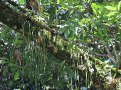 Phlegmariurus carinatus
