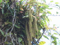 Phlegmariurus carinatus