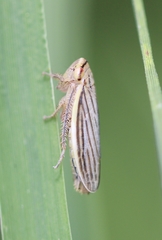Athysanus argentarius