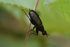 Coremacera marginata