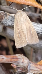 Mythimna riparia