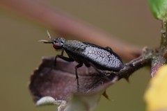 Coremacera marginata