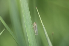 Athysanus argentarius