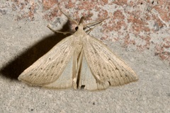 Macrochilo cribrumalis