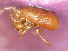 Pergamasus