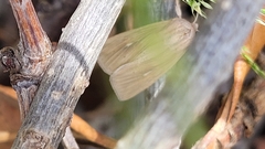 Mythimna riparia