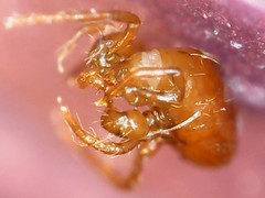 Pergamasus