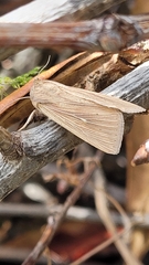 Mythimna riparia