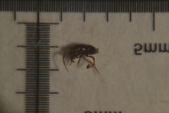 Pergamasus