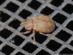 Demotina modesta