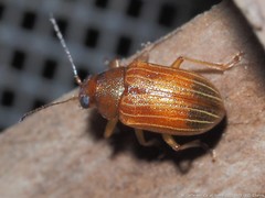 Colaspis brunnea
