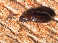 Acupalpus indistinctus